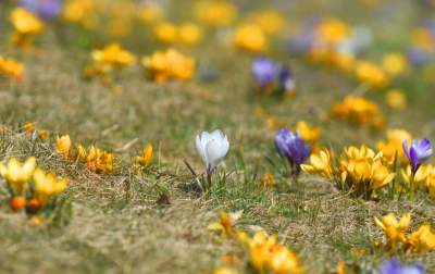 Skoro jest już wiosna, to muszą w Krakowie być krokusy - zdjęcie 25