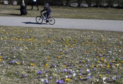 Skoro jest już wiosna, to muszą w Krakowie być krokusy - zdjęcie 3