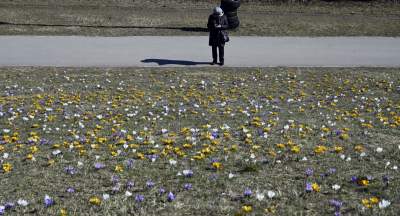 Skoro jest już wiosna, to muszą w Krakowie być krokusy - zdjęcie 5