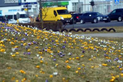 Skoro jest już wiosna, to muszą w Krakowie być krokusy - zdjęcie 19