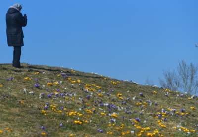 Skoro jest już wiosna, to muszą w Krakowie być krokusy - zdjęcie 21