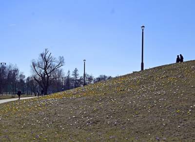 Skoro jest już wiosna, to muszą w Krakowie być krokusy - zdjęcie 1