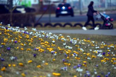 Skoro jest już wiosna, to muszą w Krakowie być krokusy - zdjęcie 18