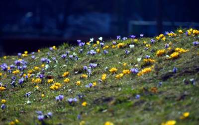 Skoro jest już wiosna, to muszą w Krakowie być krokusy - zdjęcie 16