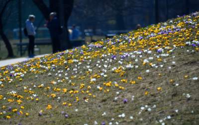 Skoro jest już wiosna, to muszą w Krakowie być krokusy - zdjęcie 6