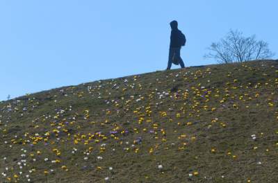Skoro jest już wiosna, to muszą w Krakowie być krokusy - zdjęcie 9