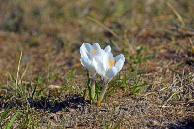 Skoro jest już wiosna, to muszą w Krakowie być krokusy - zdjęcie 27