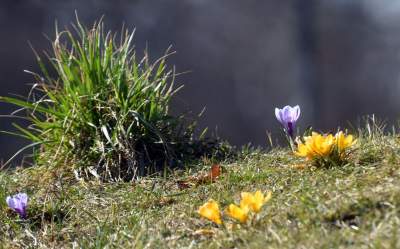 Skoro jest już wiosna, to muszą w Krakowie być krokusy - zdjęcie 22