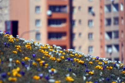 Skoro jest już wiosna, to muszą w Krakowie być krokusy - zdjęcie 17