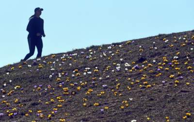 Skoro jest już wiosna, to muszą w Krakowie być krokusy - zdjęcie 32