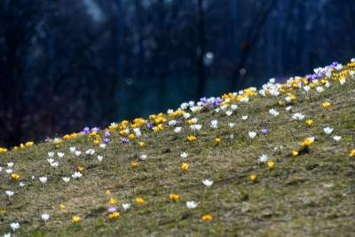 Skoro jest już wiosna, to muszą w Krakowie być krokusy - zdjęcie 31