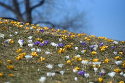 Skoro jest już wiosna, to muszą w Krakowie być krokusy - zdjęcie 14
