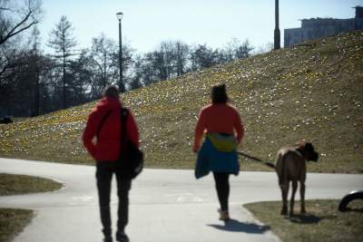 Skoro jest już wiosna, to muszą w Krakowie być krokusy - zdjęcie 4