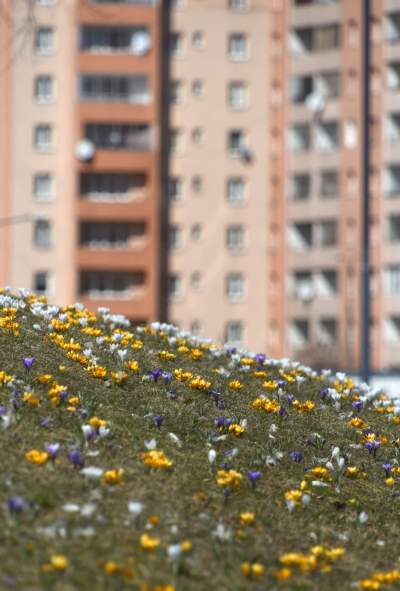 Skoro jest już wiosna, to muszą w Krakowie być krokusy - zdjęcie 20