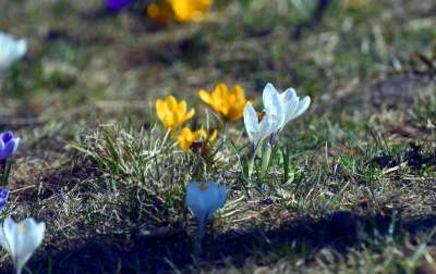 Skoro jest już wiosna, to muszą w Krakowie być krokusy - zdjęcie 26