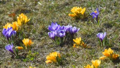 Skoro jest już wiosna, to muszą w Krakowie być krokusy - zdjęcie 11