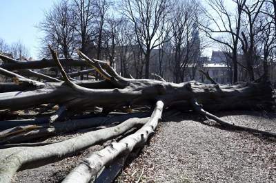 Na Plantach zasadzono Drzewo Poezji. Obok powalonego czerwonego buka - zdjęcie 7
