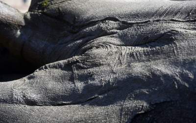 Na Plantach zasadzono Drzewo Poezji. Obok powalonego czerwonego buka - zdjęcie 24