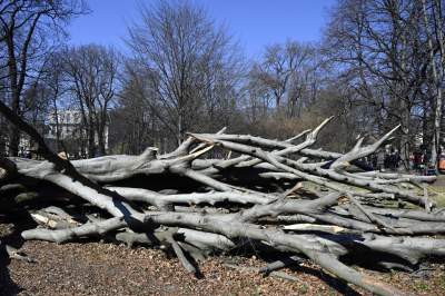 Na Plantach zasadzono Drzewo Poezji. Obok powalonego czerwonego buka - zdjęcie 9