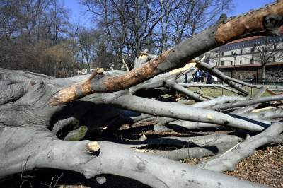 Na Plantach zasadzono Drzewo Poezji. Obok powalonego czerwonego buka - zdjęcie 8