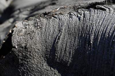 Na Plantach zasadzono Drzewo Poezji. Obok powalonego czerwonego buka - zdjęcie 11