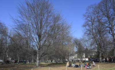 Na Plantach zasadzono Drzewo Poezji. Obok powalonego czerwonego buka - zdjęcie 10