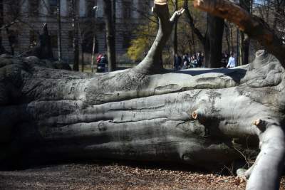Na Plantach zasadzono Drzewo Poezji. Obok powalonego czerwonego buka - zdjęcie 21