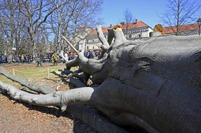 Na Plantach zasadzono Drzewo Poezji. Obok powalonego czerwonego buka - zdjęcie 6