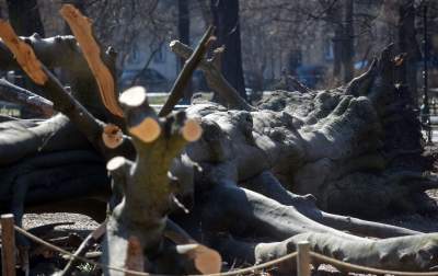 Na Plantach zasadzono Drzewo Poezji. Obok powalonego czerwonego buka - zdjęcie 12