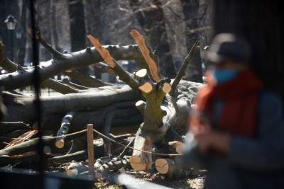 Na Plantach zasadzono Drzewo Poezji. Obok powalonego czerwonego buka - zdjęcie 18