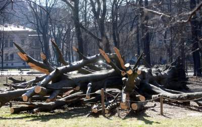 Na Plantach zasadzono Drzewo Poezji. Obok powalonego czerwonego buka - zdjęcie 13