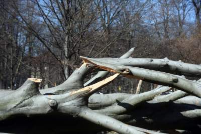 Na Plantach zasadzono Drzewo Poezji. Obok powalonego czerwonego buka - zdjęcie 23