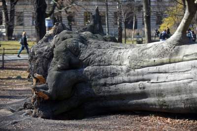 Na Plantach zasadzono Drzewo Poezji. Obok powalonego czerwonego buka - zdjęcie 22