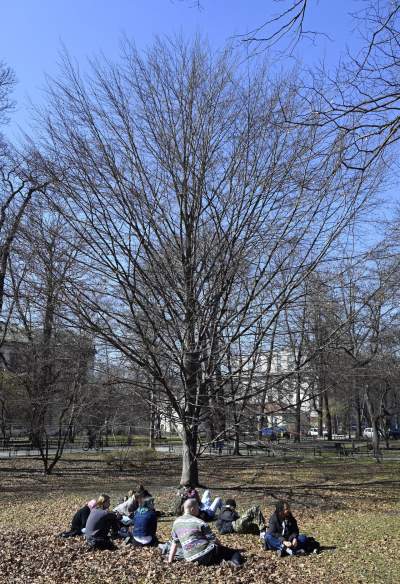 Na Plantach zasadzono Drzewo Poezji. Obok powalonego czerwonego buka - zdjęcie 5