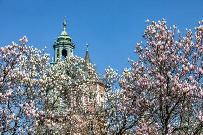 Na Wawelu wiosna w pełni. Kwitną wawelskie magnolie - zdjęcie 8