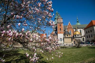 Na Wawelu wiosna w pełni. Kwitną wawelskie magnolie - zdjęcie 24