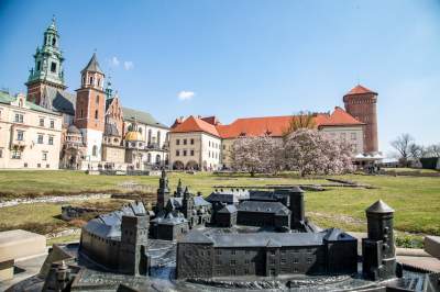 Na Wawelu wiosna w pełni. Kwitną wawelskie magnolie - zdjęcie 14