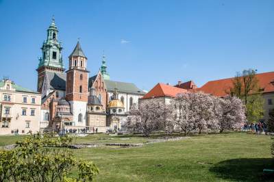 Na Wawelu wiosna w pełni. Kwitną wawelskie magnolie - zdjęcie 13