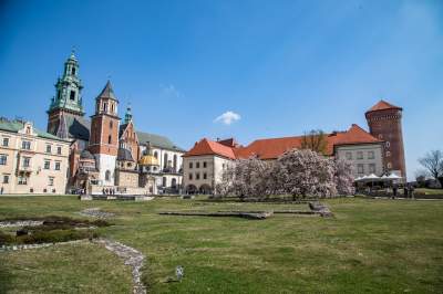 Na Wawelu wiosna w pełni. Kwitną wawelskie magnolie - zdjęcie 15