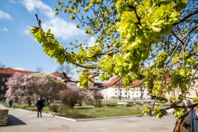 Na Wawelu wiosna w pełni. Kwitną wawelskie magnolie - zdjęcie 4
