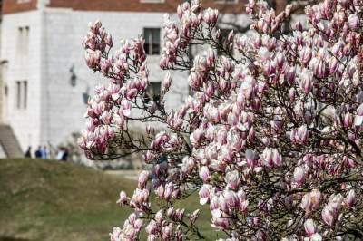 Na Wawelu wiosna w pełni. Kwitną wawelskie magnolie - zdjęcie 6