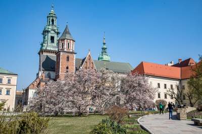 Na Wawelu wiosna w pełni. Kwitną wawelskie magnolie - zdjęcie 10