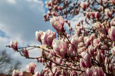 Na Wawelu wiosna w pełni. Kwitną wawelskie magnolie - zdjęcie 20