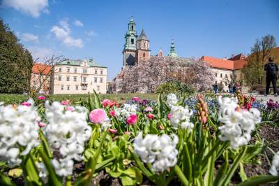 Na Wawelu wiosna w pełni. Kwitną wawelskie magnolie - zdjęcie 12