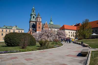 Na Wawelu wiosna w pełni. Kwitną wawelskie magnolie - zdjęcie 19