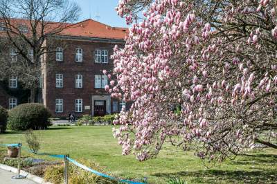 Na Wawelu wiosna w pełni. Kwitną wawelskie magnolie - zdjęcie 1