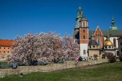 Na Wawelu wiosna w pełni. Kwitną wawelskie magnolie - zdjęcie 23