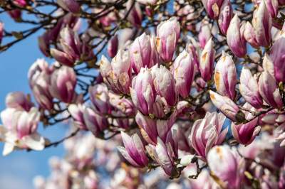 Na Wawelu wiosna w pełni. Kwitną wawelskie magnolie - zdjęcie 7
