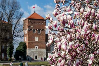 Na Wawelu wiosna w pełni. Kwitną wawelskie magnolie - zdjęcie 9