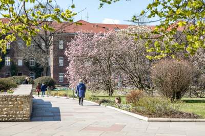 Na Wawelu wiosna w pełni. Kwitną wawelskie magnolie - zdjęcie 3